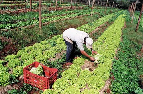 Uso do lodo de esgoto na agricultura está liberado em Ponta Grossa