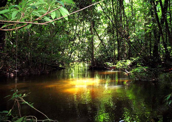 Esgoto e desmatamento ameaçam igarapés da Amazônia