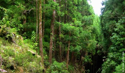 Áreas verdes retiram 4 milhões de toneladas de gás carbônico do ar