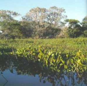 PF prende pesquisadores por coleta em lagoa do Pantanal 