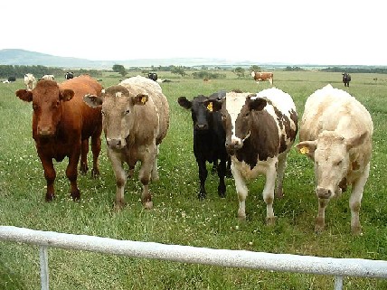 Vacas verdes contra o aquecimento 