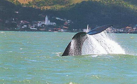 O maior espetáculo do mar; Entre Julho e Novembro, as baleias dão um show em Santa Catarina