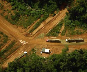 Vitória da impunidade? Punição por crimes ambientais na Amazônia paraense é pequena, revela estudo 