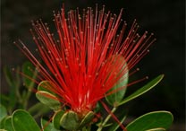 ONG e universidade lançam livro com plantas raras do Brasil