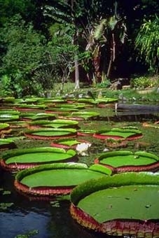 Amazônia no centro das discussões 