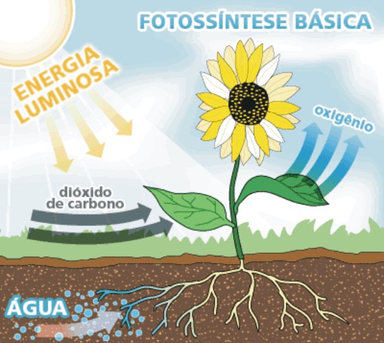 Vítimas de aquecimento, plantas passam a consumir menos gás carbônico