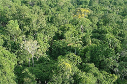 Árvores não são só postos de armazenamento de carbono 