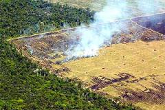 Desmatamento pode causar menos dano ao clima