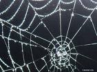 Cientistas imitam teia de aranha em fibra sintética para coletar água 