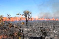 Papa defende mais cuidados com meio ambiente 