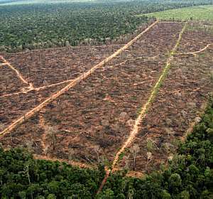 Caatinga perde 16,57 mil km² por desmatamento em seis anos