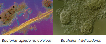 A biotecnologia a serviço da sustentabilidade 