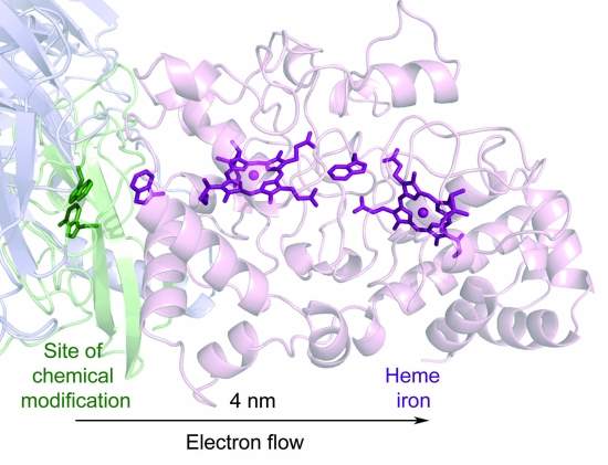 Cientistas descobrem como a eletricidade move-se através das células