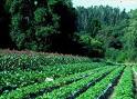 Campus Rio Pomba forma primeira turma de Agroecologia do Brasil 