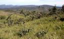 Conservação do Cerrado garante fornecimento de água no país 