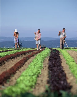 Agrobusiness não resolve problema da fome 