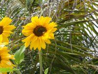 O jardineiro não ouve mais os zumbidos