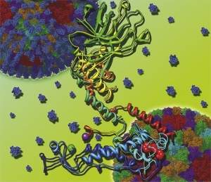 Novo microscópio mostra vírus em escala atômica pela primeira vez