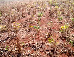 Segurança alimentar em risco pelos fenômenos climáticos 