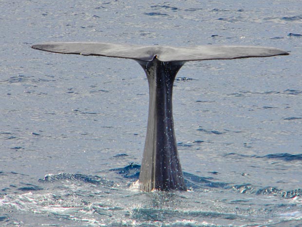 Cientistas vão estudar efeito de óleo em baleias no Golfo do México