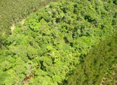 Incidência das florestas tropicais na paz e no desenvolvimento