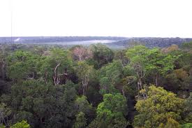 Mesmo verde na seca, Amazônia sofre com mudança de clima 