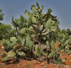 Cactos sem espinhos úteis como forragem