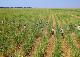 CMN confirma R$ 2 bi para agricultura de baixo carbono