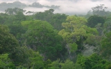 Meio Ambiente prepara novo texto do Código Florestal