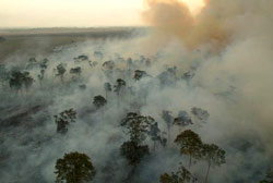 Causa de aumento de focos de queimada em 150% neste ano não é climática