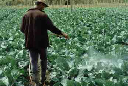 Impactos ambientais gerais do agronegócio 