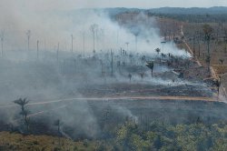 Depois do Cerrado virar cinzas Governo lança plano para reduzir queimadas 