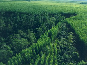 Setor florestal deve atrair R$ 14 bilhões até 2014 para o Brasil 