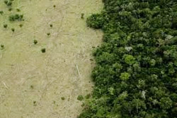 Amazônia perde 210 km² de floresta em agosto 