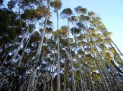 A floresta é sustentável