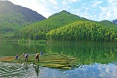 Em busca das virtudes climáticas do bambu