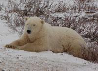 Esperança para o urso polar