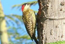 Estudo verifica método de levantamento da avifauna urbana 