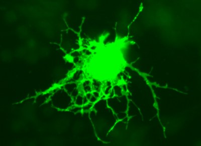 Física e neurociência: uma parceria virtuosa