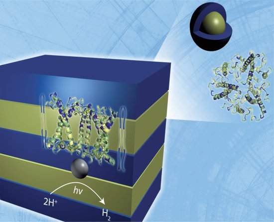 Espinafre com plástico transforma luz do Sol em hidrogênio