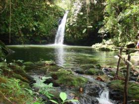 Na Década da Biodiversidade, o Ano das Florestas