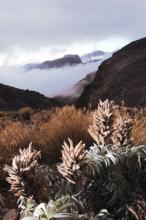 Ciência para a biodiversidade