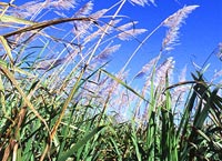 PD em fisiologia vegetal com Bolsa da FAPESP