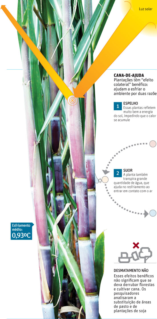 Suor da cana ajuda a resfriar o clima, diz pesquisa 