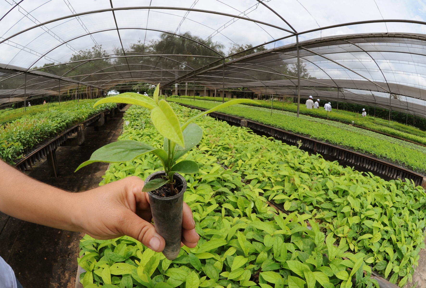 AES Tietê inaugura projeto de reflorestamento de 12 mil hectares nas bordas das usinas