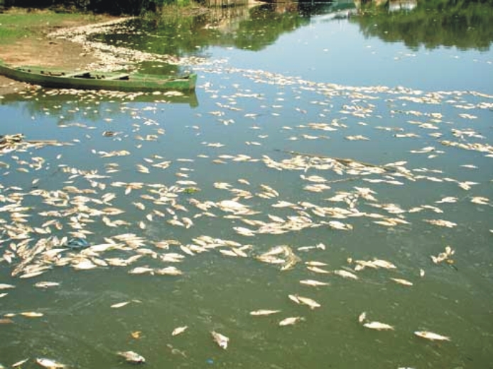 ONU estuda banir substância que matou peixes em Resende