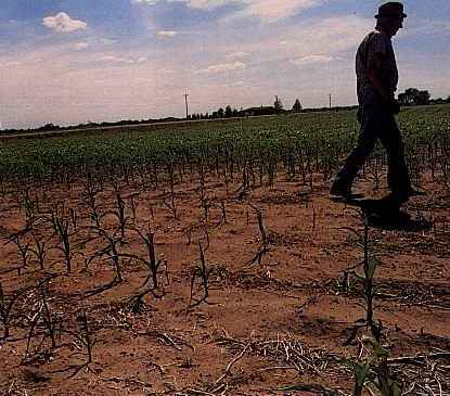 Seca atinge produção de cereais de Argentina, Brasil e Uruguai