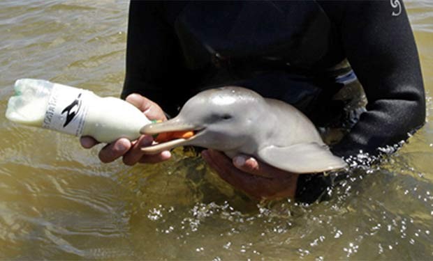 Pesquisa encontra resto de inseticida em golfinhos no litoral brasileiro