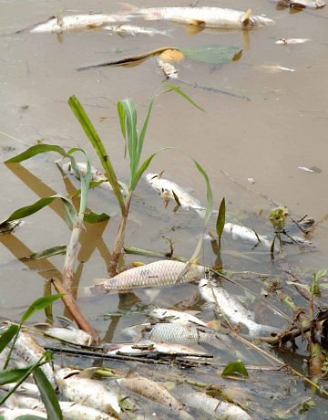 Ministério Público vai investigar mortandade de peixes no RJ