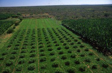 Será cobrada taxa pelo uso das águas do Rio São Francisco para agricultura